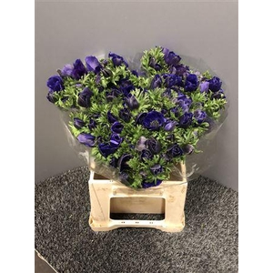 Anem Co Mis + D Blue