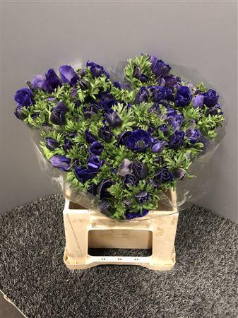 <h4>Anem Co Mis + D Blue</h4>