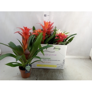 Guzmania   ...mix