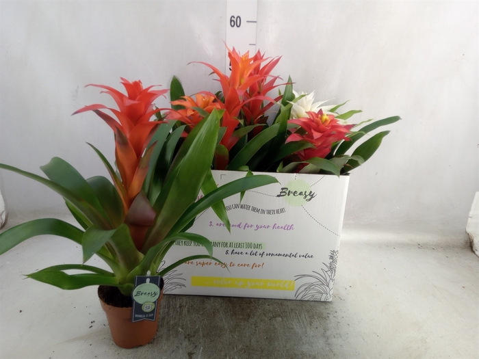 Guzmania   ...mix