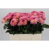 Dahlia Esli