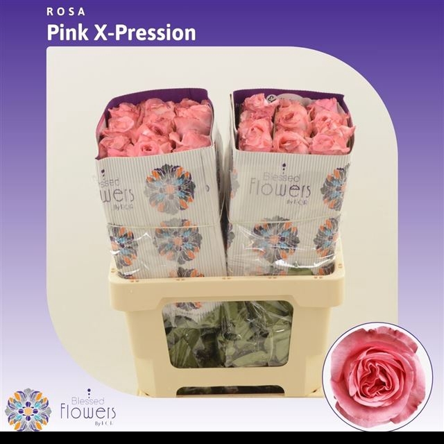 <h4>R GR PINK X-PRESSION</h4>