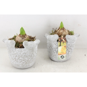 arr4 Hyacint JS - Vogelpotje