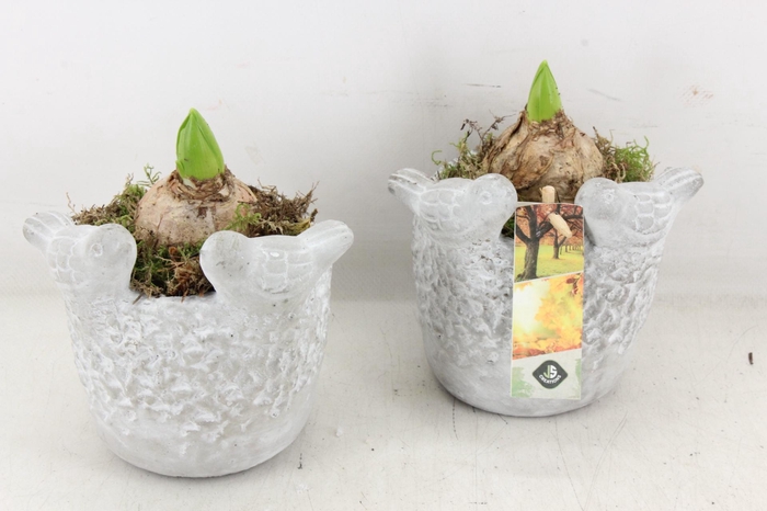 <h4>arr4 Hyacint JS - Vogelpotje</h4>