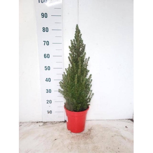 PICEA GL CONICA