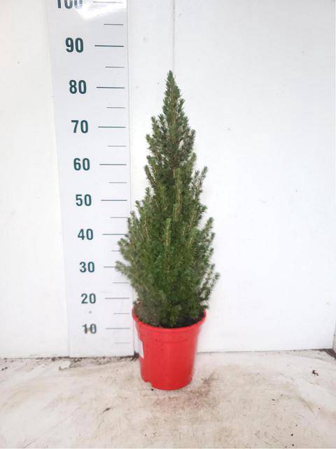 <h4>PICEA GL CONICA</h4>