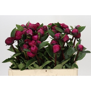 Paeonia Red Sarah Bernhardt