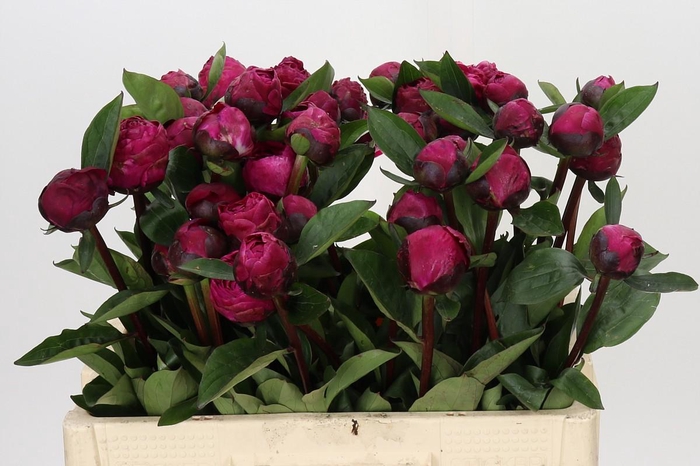 Paeonia Red Sarah Bernhardt