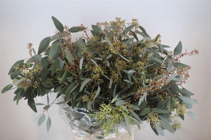 <h4>Populus Berry 300gr</h4>