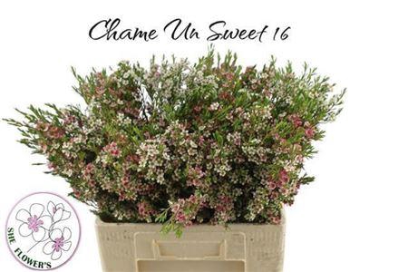 <h4>Chame Un My Sweet 16</h4>
