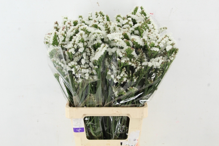 <h4>STATICE WHITE</h4>