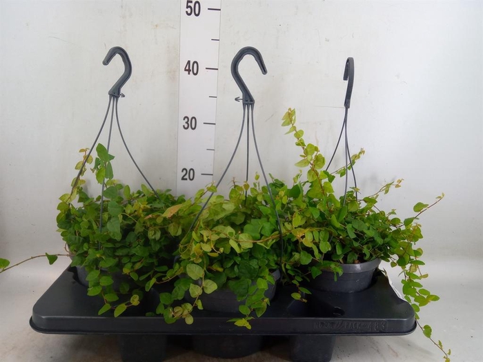 <h4>Ficus pumila   ...</h4>