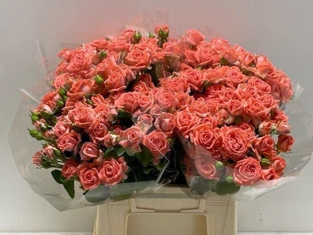 <h4>ROSA TR 'BARBADOS'</h4>