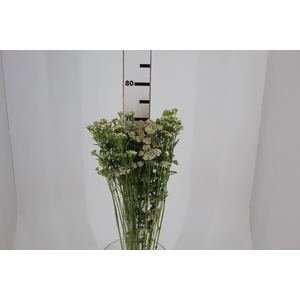 ACHILLEA MILLEFOLIUM BRANCO 070 CM