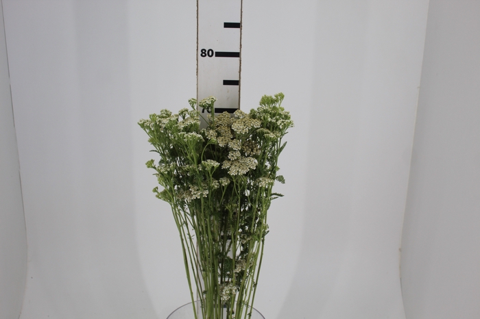 <h4>ACHILLEA MILLEFOLIUM BRANCO 070 CM</h4>