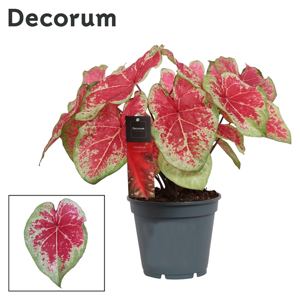 <h4>Caladium Bicolor (Decorum)</h4>