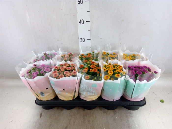 <h4>Chrysanthemum  'Jellyfish'   ...mix</h4>