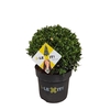 Ilex crenata Dark Green