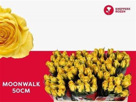 <h4>R Gr Moonwalk</h4>