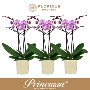 No9 Phalanopsis 2 Tak Roze+Deco