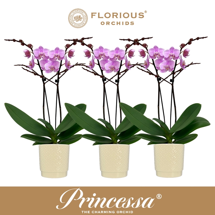 <h4>No9 Phalanopsis 2 Tak Roze+Deco</h4>