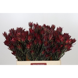 Leucadendron Blush