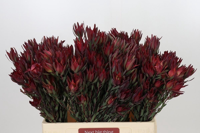 <h4>Leucadendron Blush</h4>