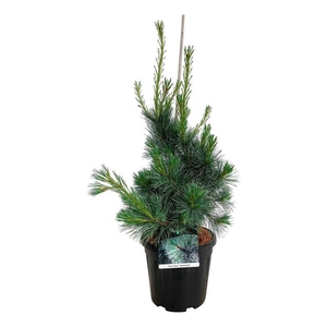 Pinus mont. 'Ammerland'