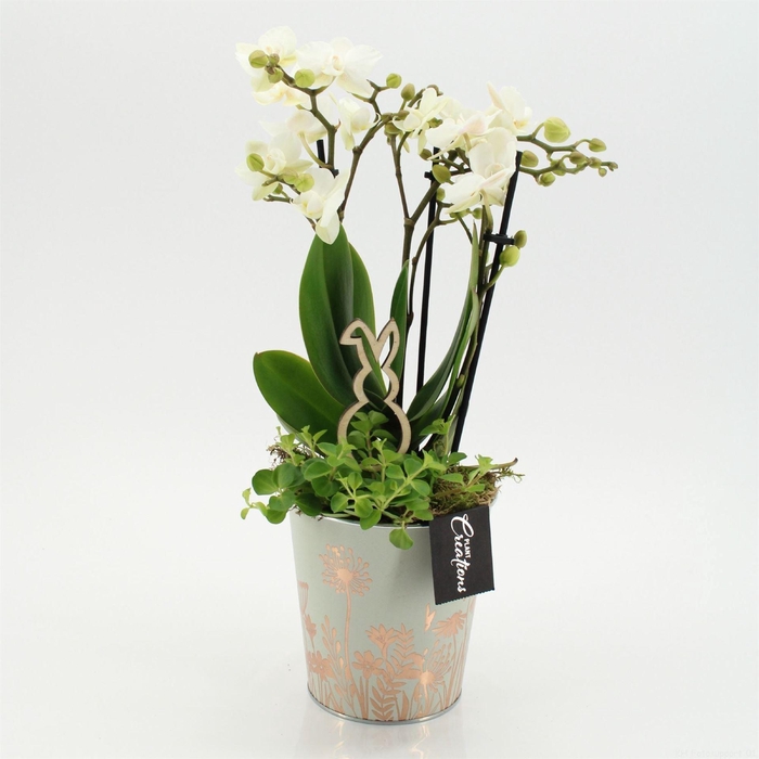 <h4>Arr.  Phalaenopsis  H%</h4>