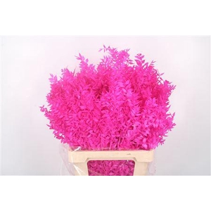 Ruscus. Cerise Per Stem