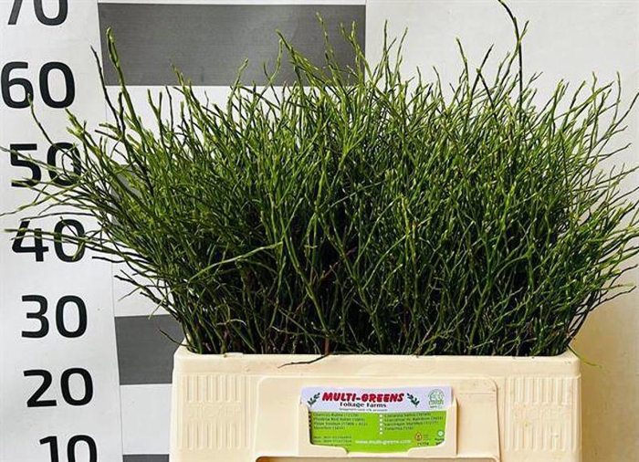 <h4>Heidelbeer Huckleberry Multigreens</h4>