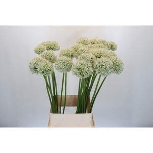 Allium White Giant