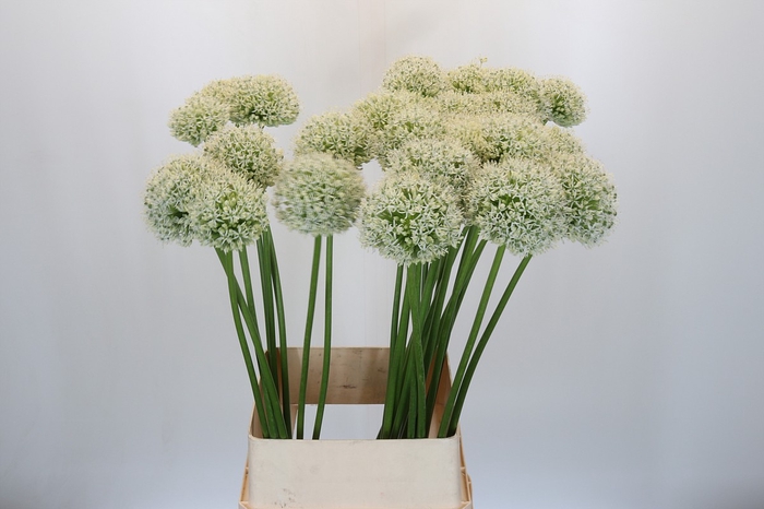 <h4>Allium White Giant</h4>
