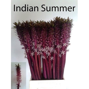 EUCOMIS OV