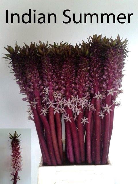 <h4>EUCOMIS OV</h4>
