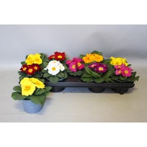 PRIM ACAULIS GEMENGD