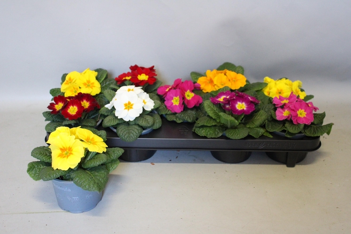 <h4>PRIM ACAULIS GEMENGD</h4>