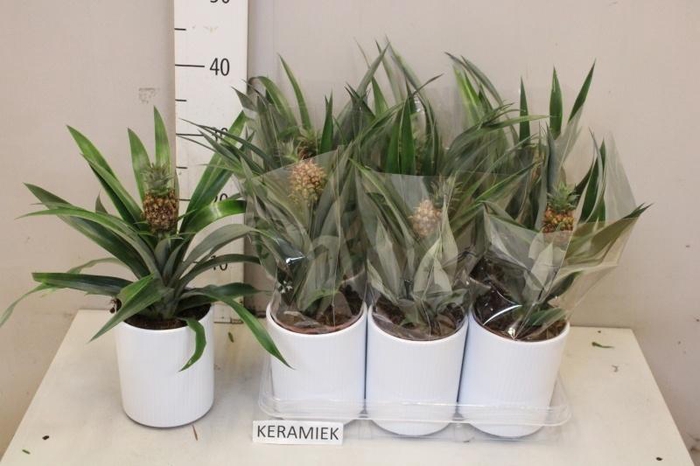 <h4>ANANAS ROSITA</h4>