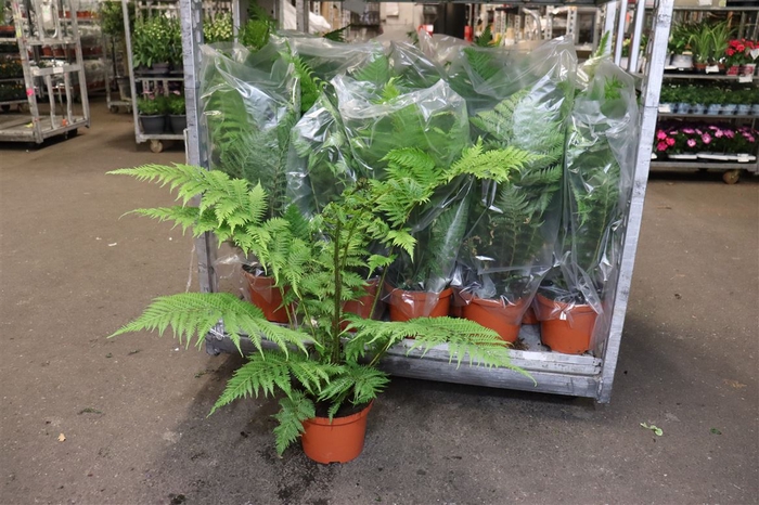 arr8 Cyathea Cooperi