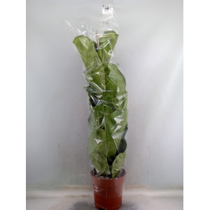 Ficus lyrata