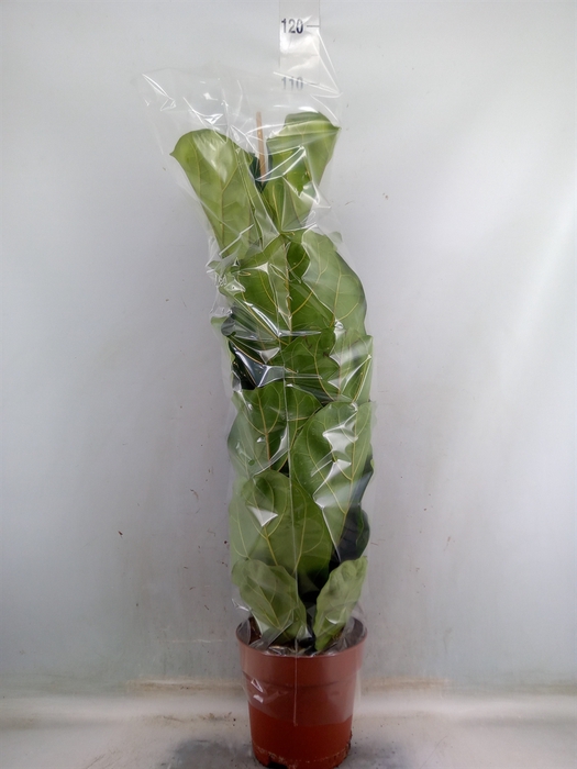 <h4>Ficus lyrata</h4>