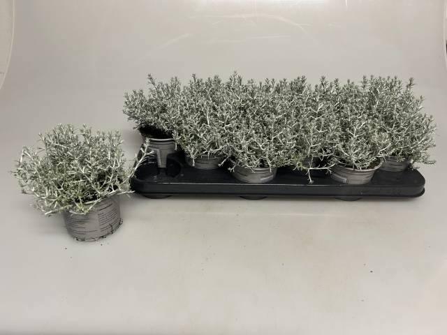 <h4>LEUCOPH BROWNII</h4>