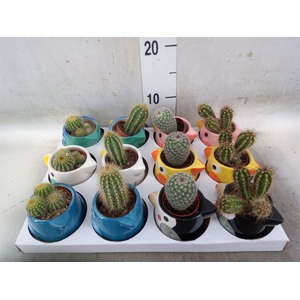 Cactus   ...