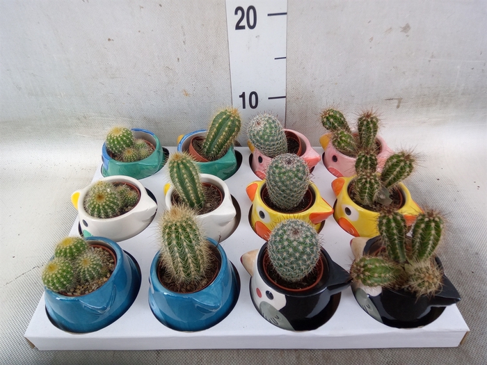 <h4>Cactus   ...</h4>