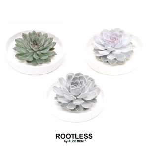 ROOTLESS Echeveria, Tapir bowl