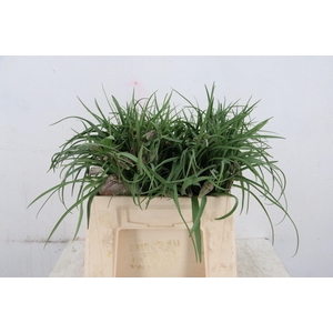 FRIT MELEAGRIS 030CM