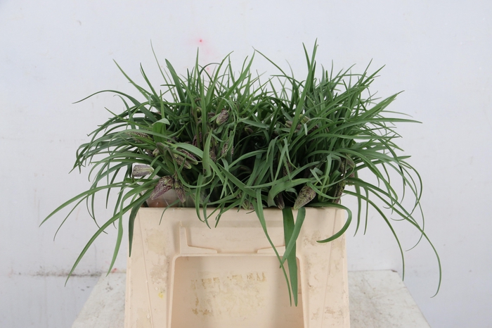 FRIT MELEAGRIS 030CM