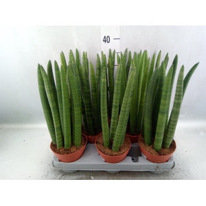 Sansevieria cyl.  ...