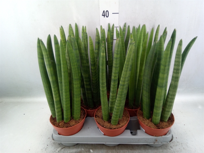 Sansevieria cyl.  ...