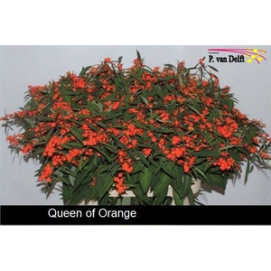 Euph F T Queen Orange